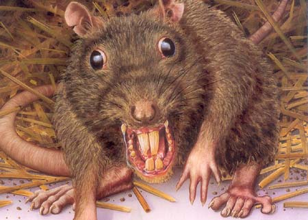 rat poverty ratas memories mice old