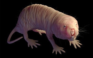 Naked Mole Rat